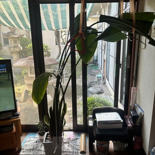 約2メートル巨大観葉植物、お部屋のグリーンに