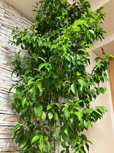 お届けご相談。観葉植物　生きの良いベンジャミン　高さ220㎝　目隠しに最適　※アイアンカバー付属