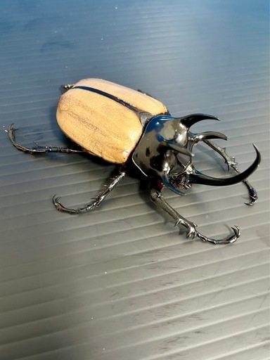 ゴホンツノカブト♂♀