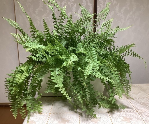 ボストンタマシダ(観葉植物)1