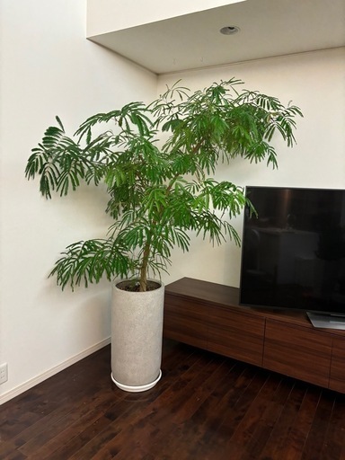 おしゃれエバーフレッシュ超特大