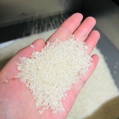 令和6年度米 新米 きぬむすめ米 美味しい米 白米 約27キロ 11900