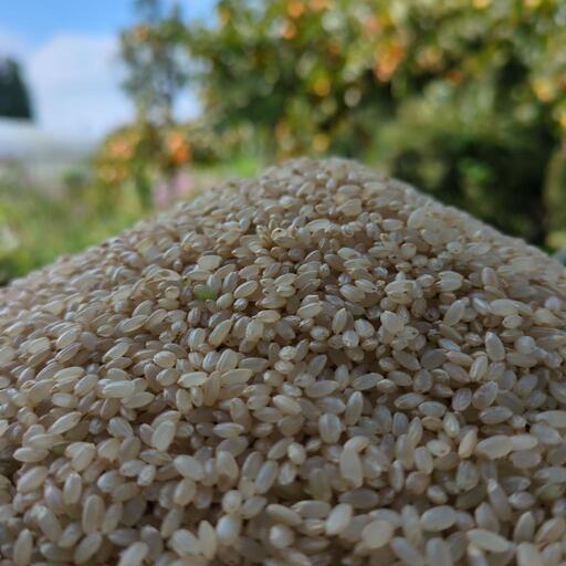 【No.8】令和６年産　減農薬栽培ひとめぼれ玄米30kg