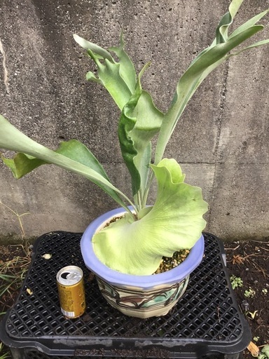 ピカクシダ