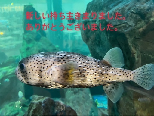 ※決まりました※\nCASIO   電子ピアノ※綺麗です※ PX-160
