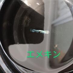 人気の！【極上】エメキンめだか✨⑪稚魚🌟