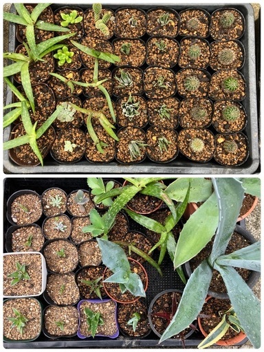 多肉植物(サボテン)仔株200鉢以上