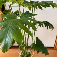 売約済み】[植物売ります] セローム
