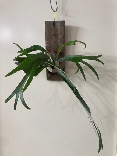 ビカクシダ　　P.ビフルカツム　お取引き中\n