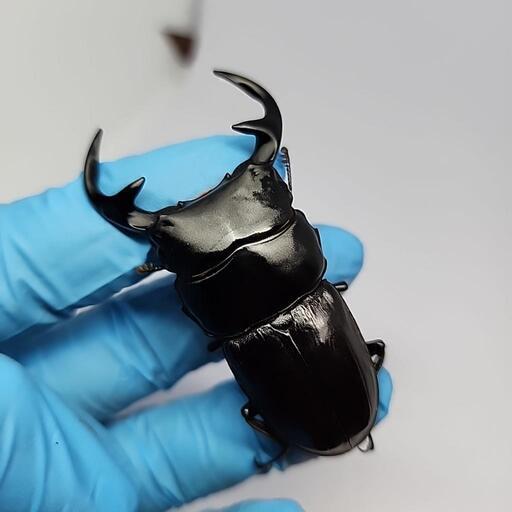 ババクルビデンスオオクワガタ♂️67mm♀️フリーサイズペア