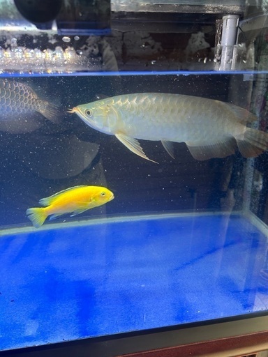 大型熱帯魚
