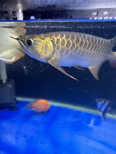 大型魚