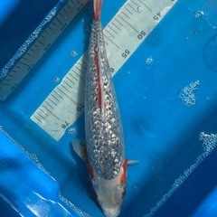 錦鯉　銀鱗浅黄 錦鯉 銀鱗浅黄