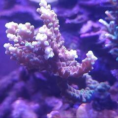 Latistella

ハナガサミドリイシ　