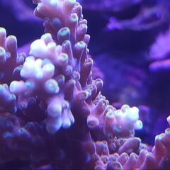 Latistella

ハナガサミドリイシ　