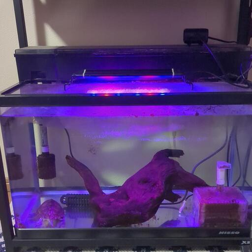 60cm水槽（カブトニオイガメ）