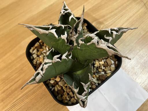 アガベ オアハカ オテロイ MEXICO 発根済 ①