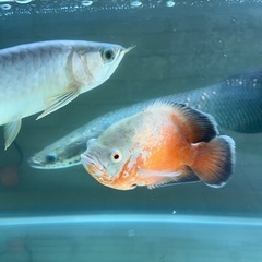 ☆値下げ☆ピラルク45cmオーバー ☆値下げ☆ピラルク45cmオーバー