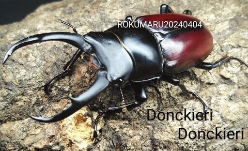 【3令幼虫2頭】DORCUS  DONCKIERI  DONCKIERI