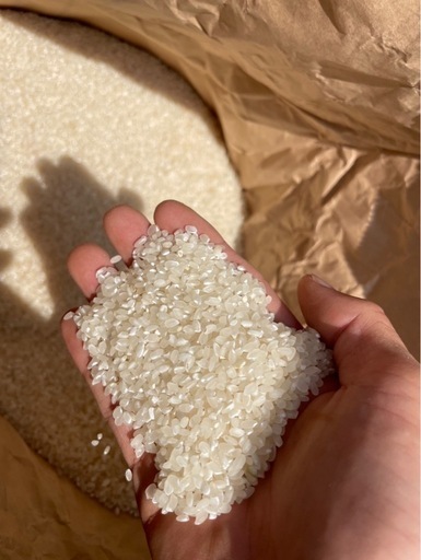 【1本限定】令和6年産 コシヒカリ 25.8kg(精米済み)