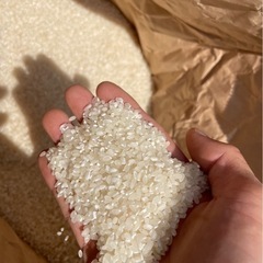 【1本限定】令和6年産 コシヒカリ 25.8kg(精米済み) 