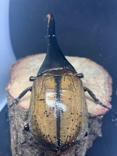 D・Hヘラクレス ペア　（外国産カブトムシ）
