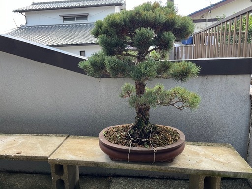 【五葉松】盆栽