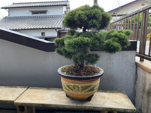 【五葉松】盆栽