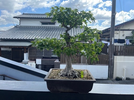 【カエデ】盆栽