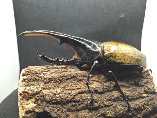 ヘラクレスオオカブトムシ　♂♀ペア　10-1