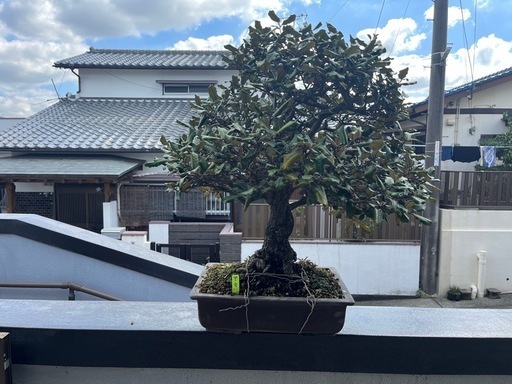 【グミ】 盆栽