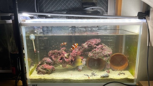 海水魚（カクレクマノミ）水槽スタートセット