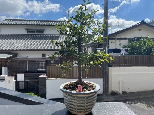 【キンズ】盆栽