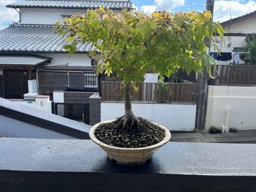 【イチョウ】盆栽