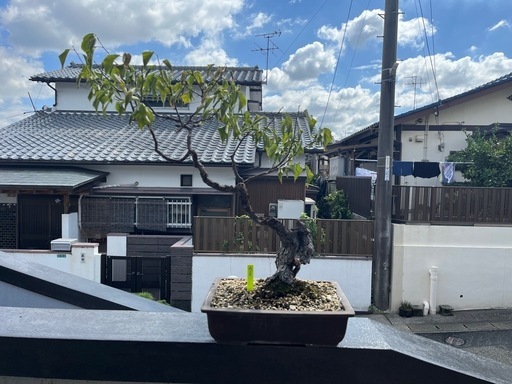 【柿】盆栽