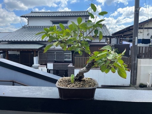 【ヒメリンゴ】盆栽