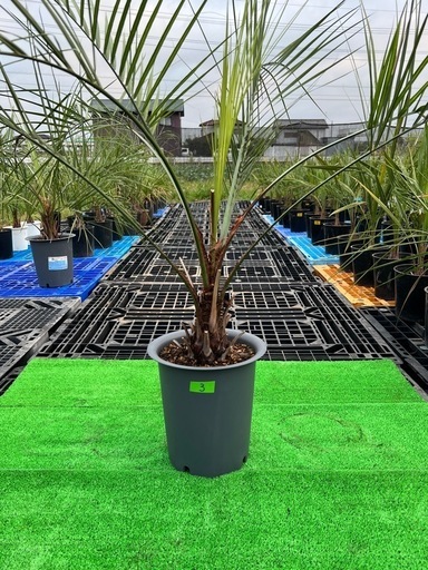 ココスヤシ植木、庭木
