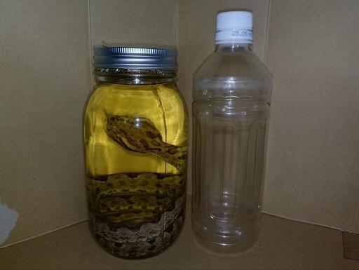 ハブ酒２年物