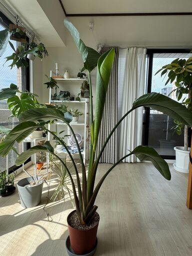 お得！中型観葉植物をお譲りします