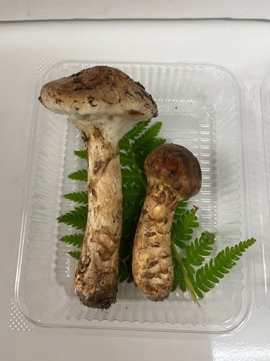 松茸