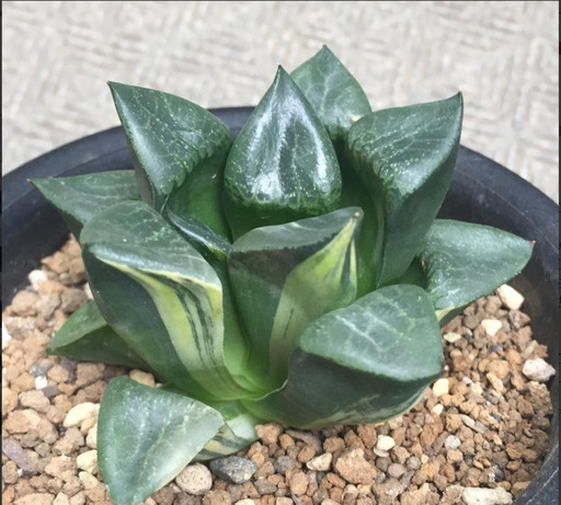 コンプト錦　ハオルチア　多肉植物