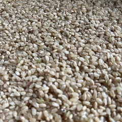 【商談中
】令和5年産キヌヒカリ玄米30kg4袋