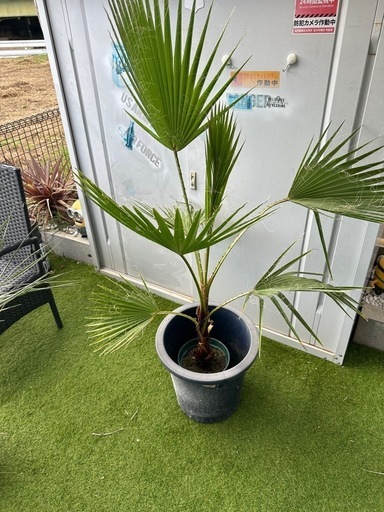 ワシントンヤシ