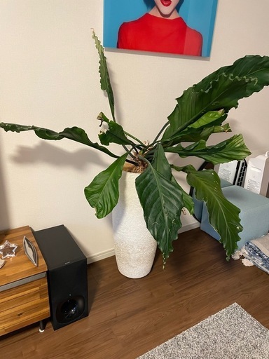 観葉植物　新宿ACTUS購入品