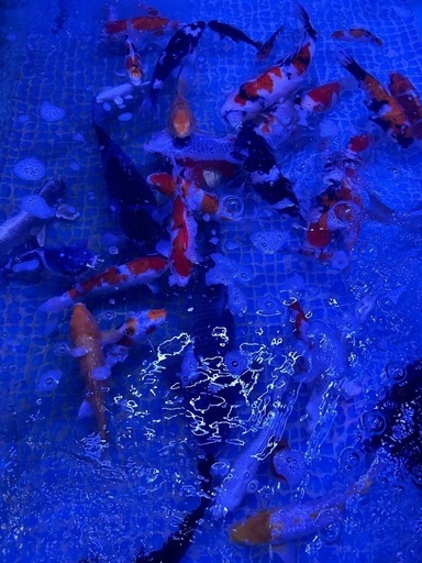 阪井　錦鯉