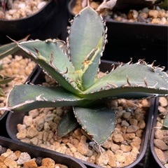 アガベ　チタノタ　セット販売　OC株