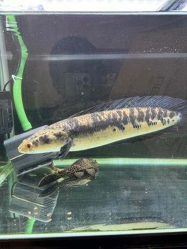 熱帯魚チャンナイエローマルリオイデス