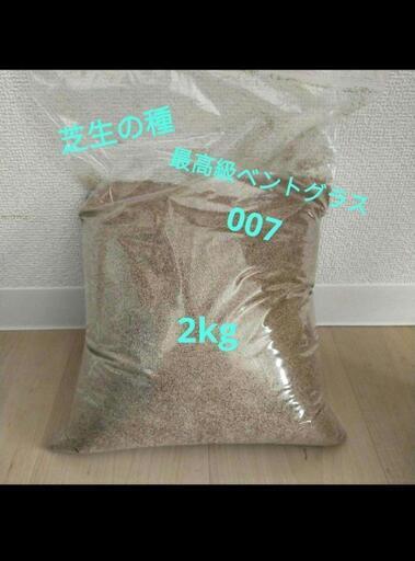 芝生の種  007 ダブルオーセブン ベントグラス