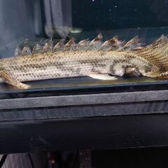 ポリプテルステルス エンドリ 引き取り魚 セット