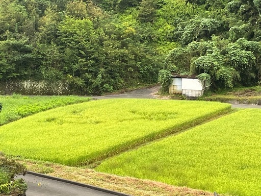 2024年度くず米